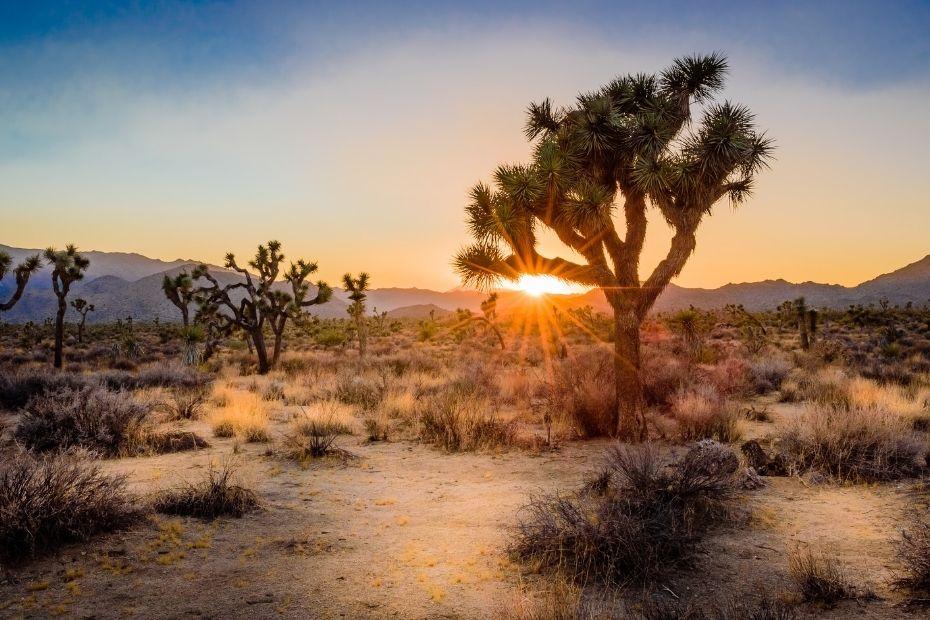 News - Joshua Tree RV & Campground : Joshua Tree RV & Campground